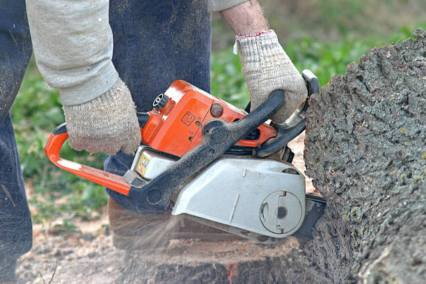 Reliable Grand Canyon Village, AZ Tree Care Solutions