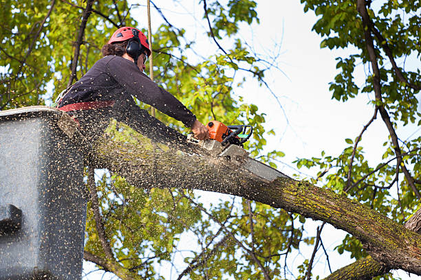 How Our Tree Care Process Works  in  Grand Canyon Village, AZ